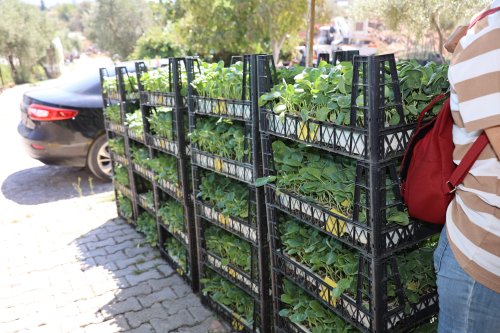 urla-belediyesinden-ureticiye-50-bin-adet-sebze-fidesi-4.jpg