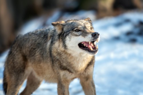 grey-wolf-canis-lupus-standing-winter.jpg