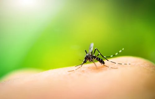 stock-photo-mosquito-sucking-blood.jpeg