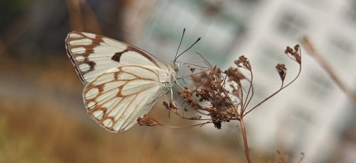 aw780237-02.jpg