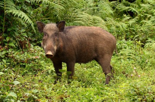wildboar-in-anamalai-hills.jpg