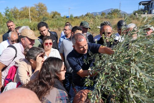 buca-zeytin-budama5.jpg