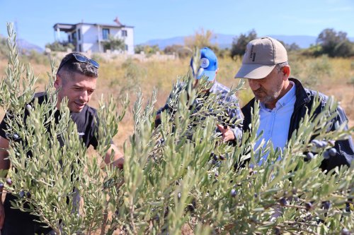 buca-zeytin-budama6.jpg