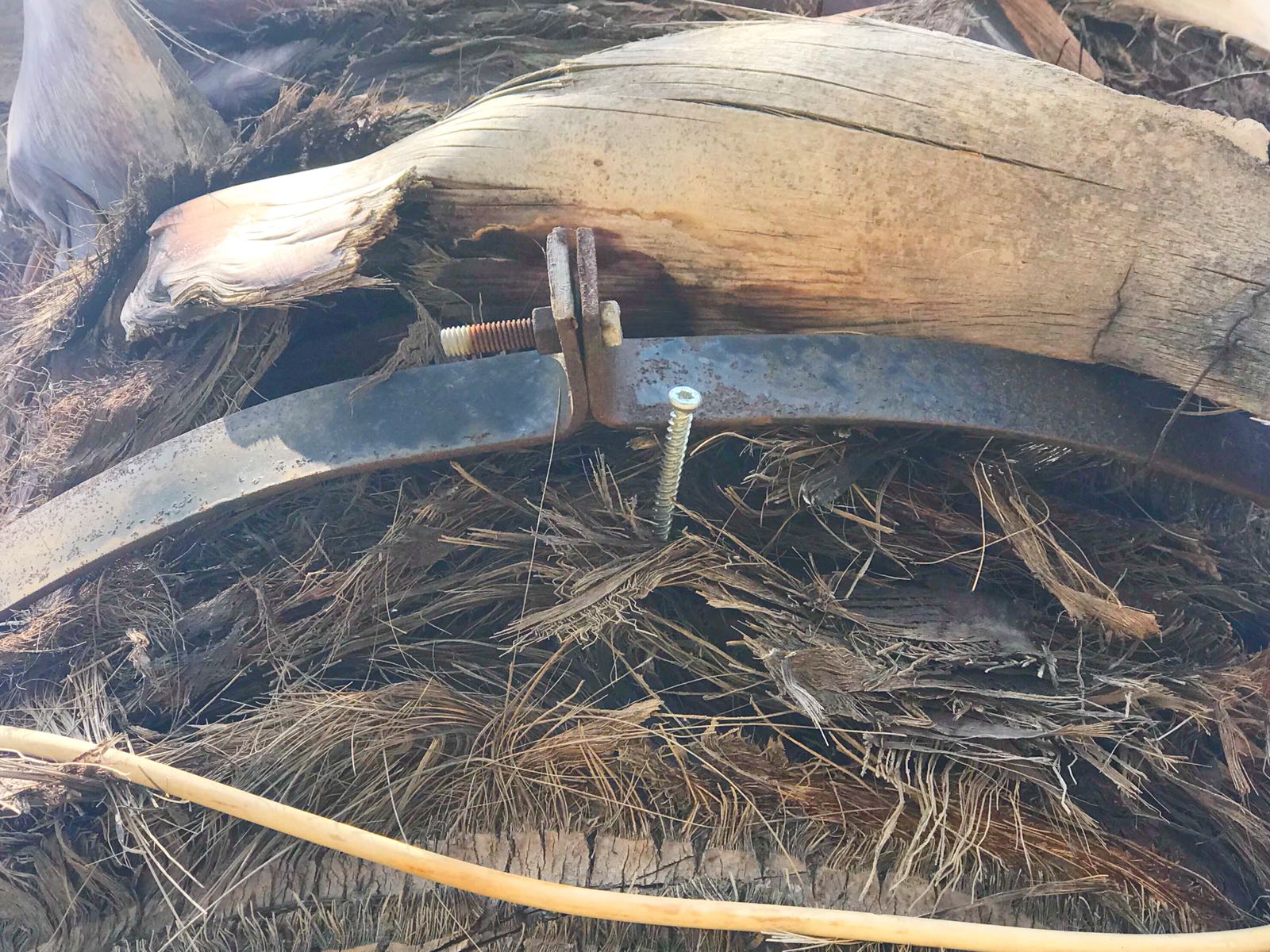 Dikili'de palmiyelere çivili zulüm