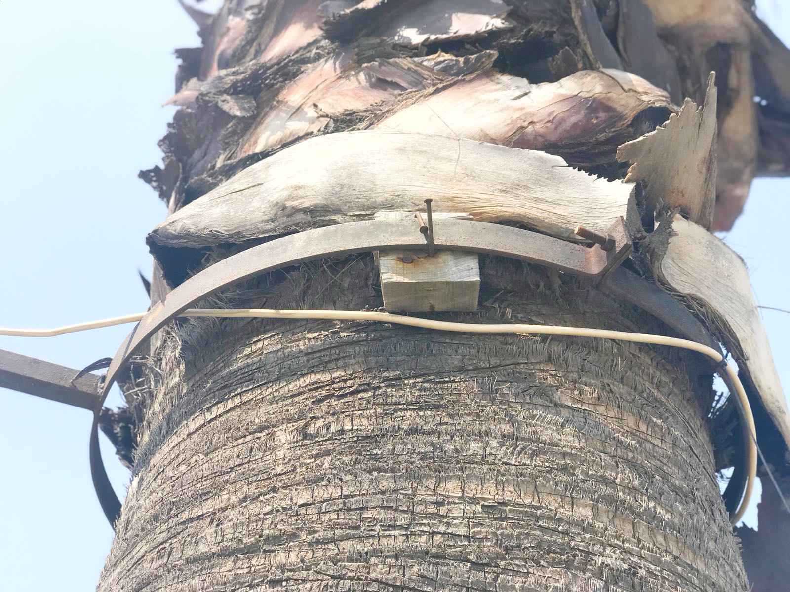 Dikili'de palmiyelere çivili zulüm