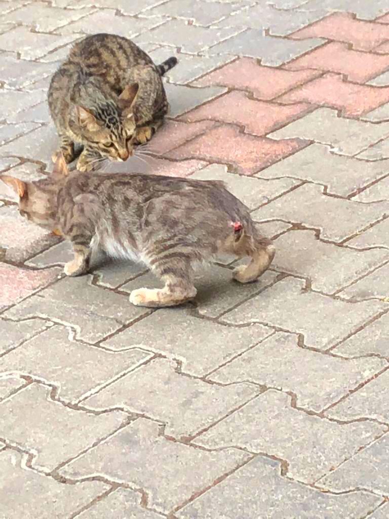 İzmir'de kedilerin kuyruğu ve kulağını kesen cani aranıyor!