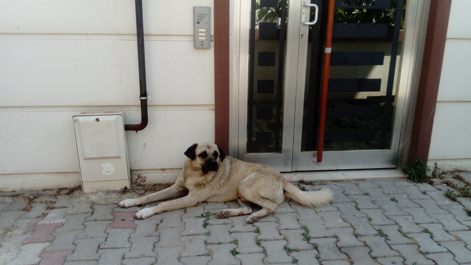 Menderes'te belediyenin dağ başına attığı köpeklerden bazıları Gaziemir'de bulundu