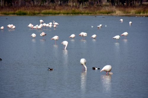 aliaga’nin-flamingolarindan-kartpostallik-goruntuler-(4).jpg