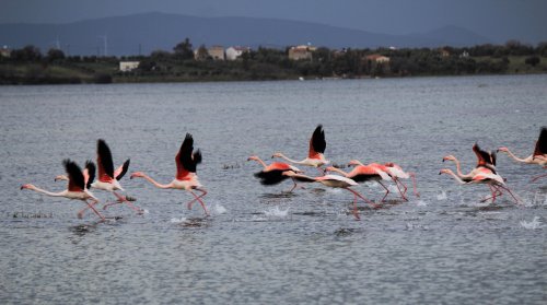 aliaga’nin-flamingolarindan-kartpostallik-goruntuler-(7).jpg