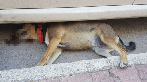 antalya-da-katliam-bahce-duvarina-civilediler--9987881.jpeg