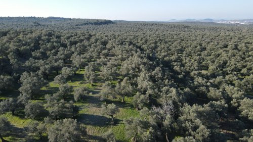ayvalik-belediyesi-zeytinliklerinde-hedef-rekolteyi-ikiye-katlamak-(1).jpg