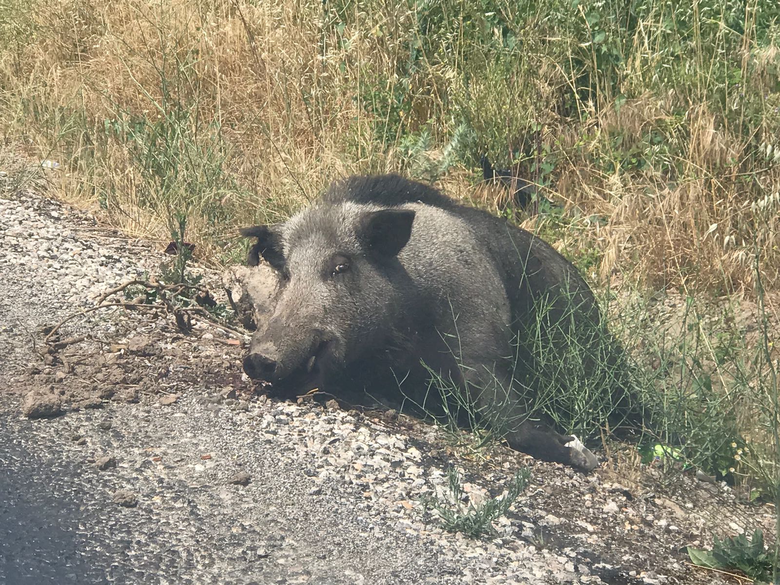 Bergama'da yol kenarındaki domuz cesedi pis koku yayıyor