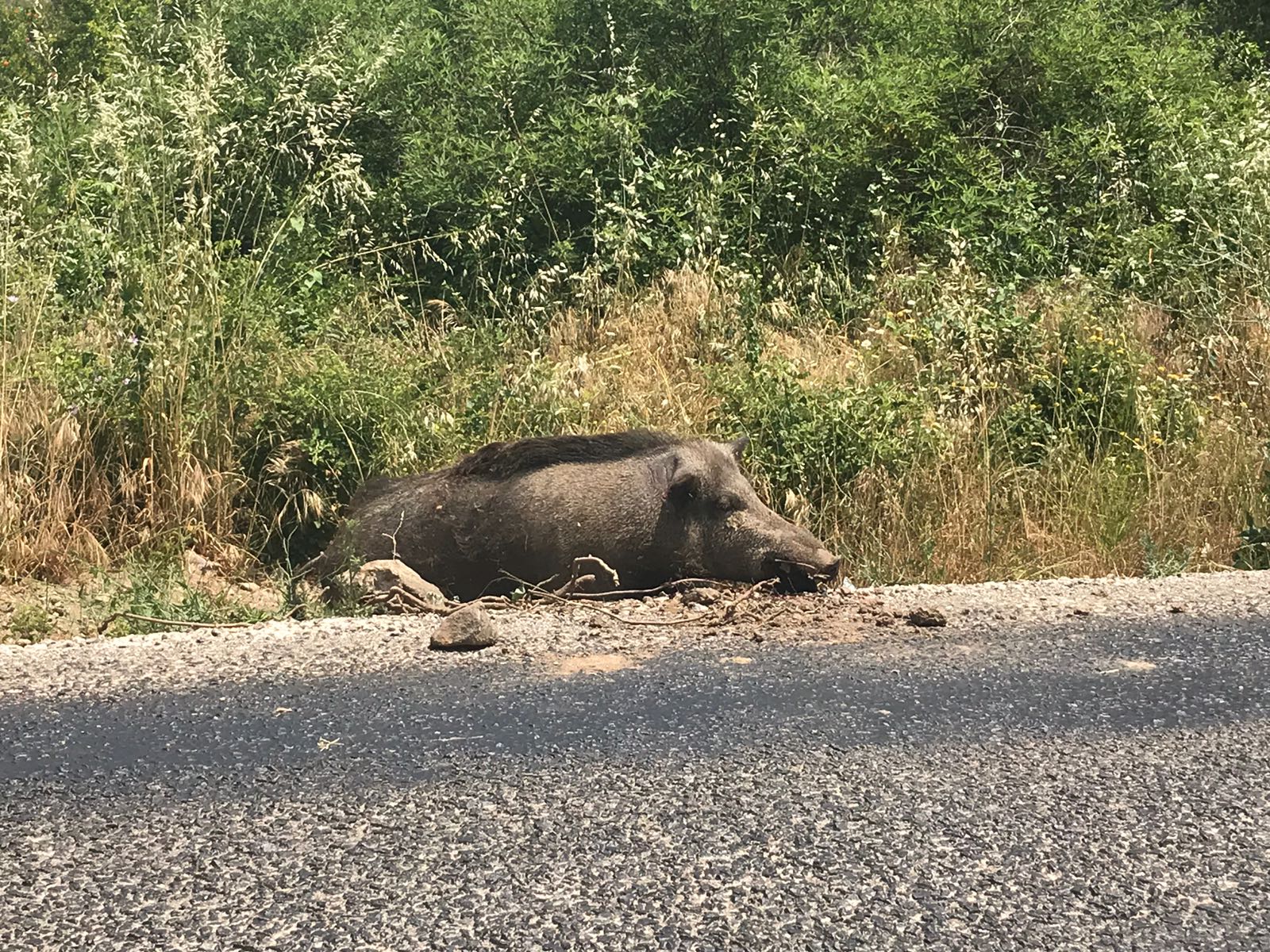 Bergama'da yol kenarındaki domuz cesedi pis koku yayıyor