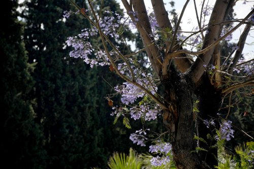 jakaranda03.jpg