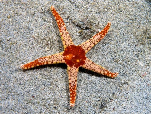 panimal176-fromia-monilis-seastar-resim-poster-kanvas-photo-1000x1000.jpg