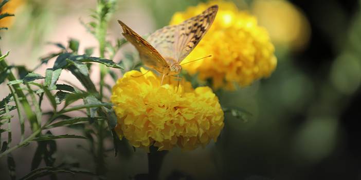 Soğuk havaların gelmesiyle kelebeklerin son dansı başladı