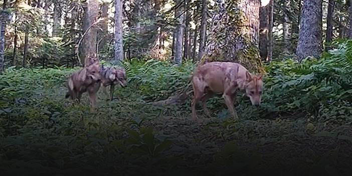 Yaban hayatı fotokapana yansıdı!