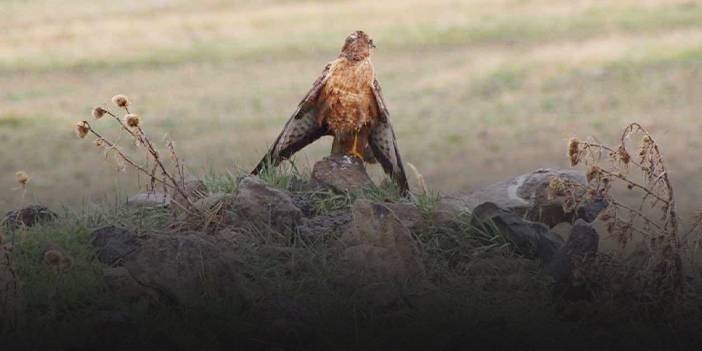 Yarası tedavi edilen şahin doğaya salındı