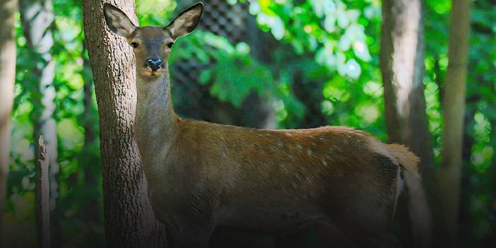 Kızıl geyikler fotokapanda!