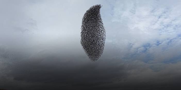 Sığırcık kuşlarının uçuş dansı büyüledi