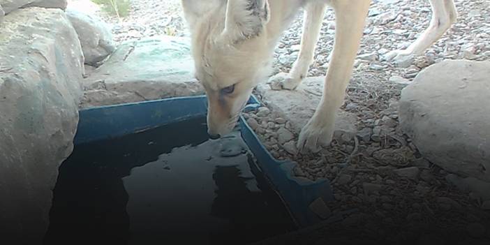 Su içen yaban hayvanları fotokapanda!
