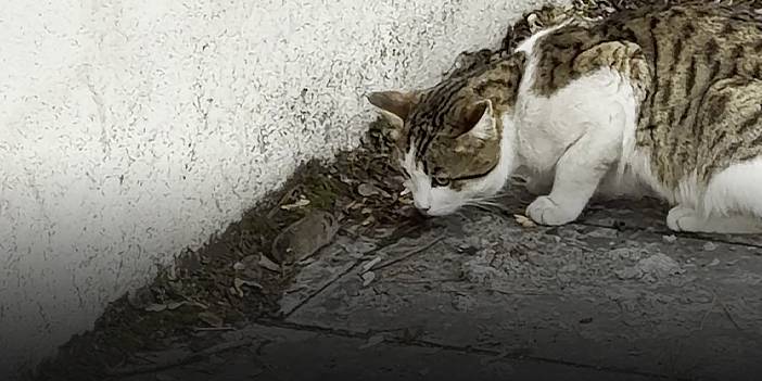 Kediden kurtulmak için ölü taklidi yapan fare kamerada!