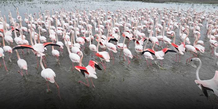 Flamingolardan gölde görsel şölen